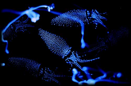bioluminescent-squid