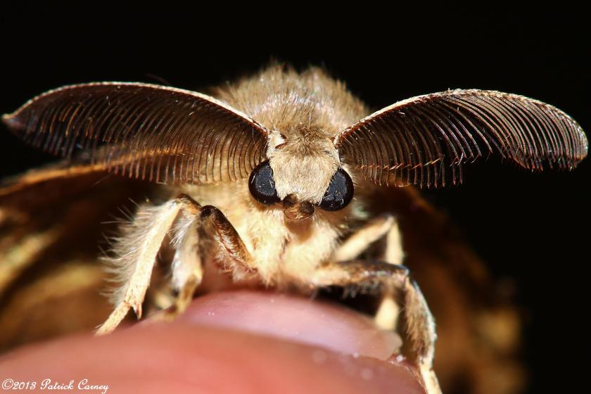 gypsy-moth