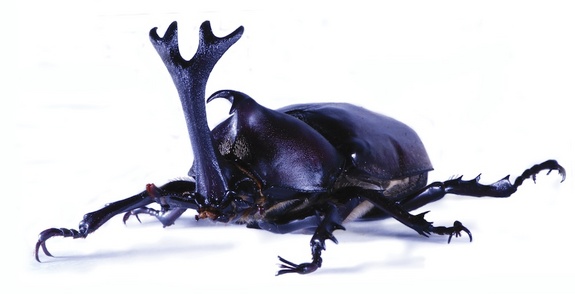 rhino-beetle-emlen-130312